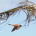 Canary Island Kestrel,Falco tinnunculus canariensis, Alan Prowse